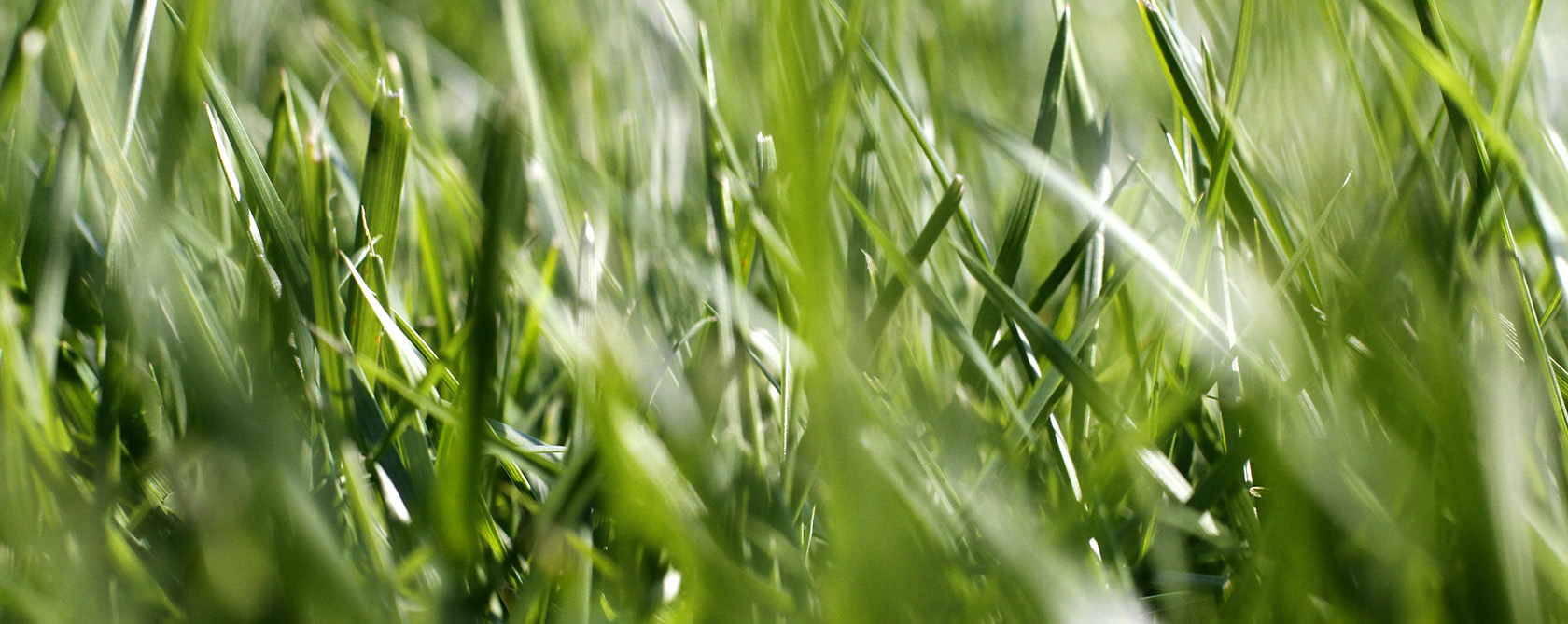 Healthy green lawn after lawn fertilization